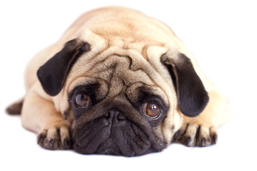 8 Best Indoor Dog Breeds | Petland Pembroke Pines